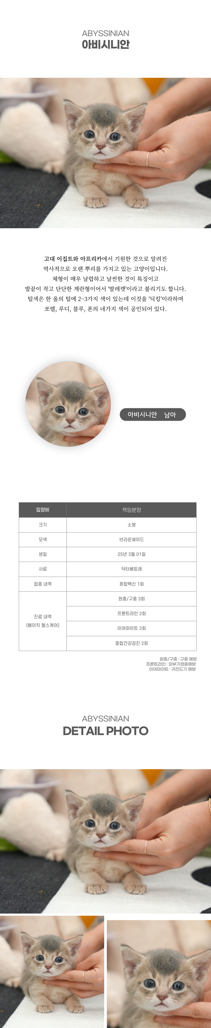 아비시니안_상세이미지_2
