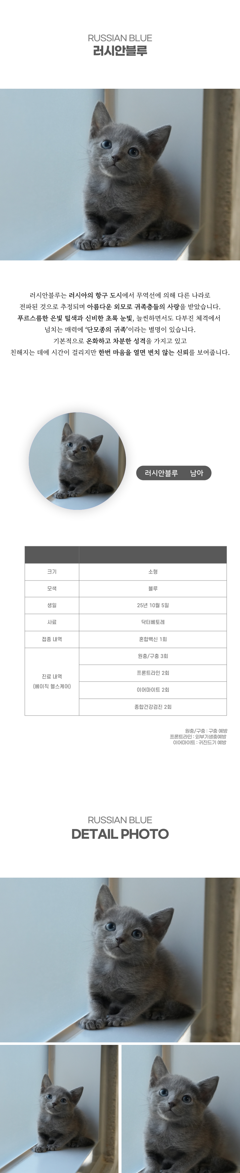 러시안블루_상세이미지_2