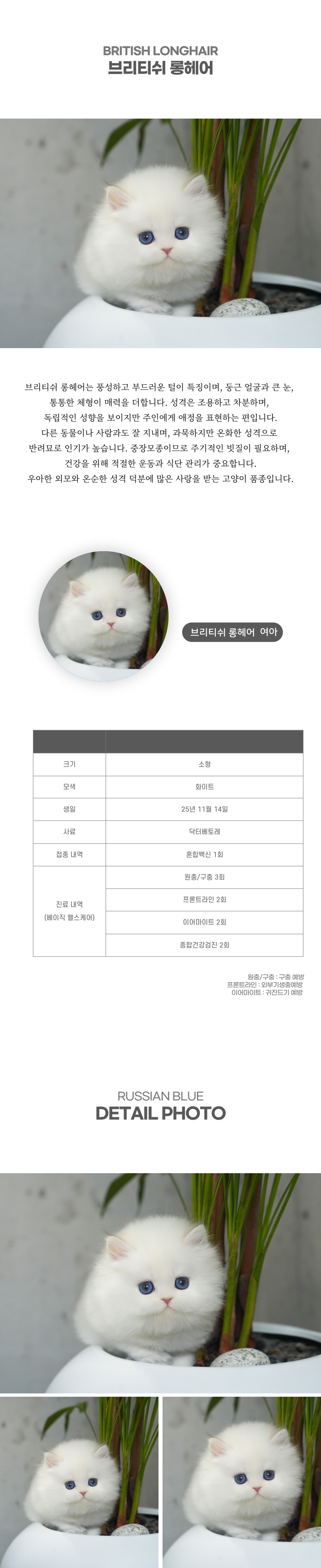 브리티쉬롱헤어_상세이미지_2