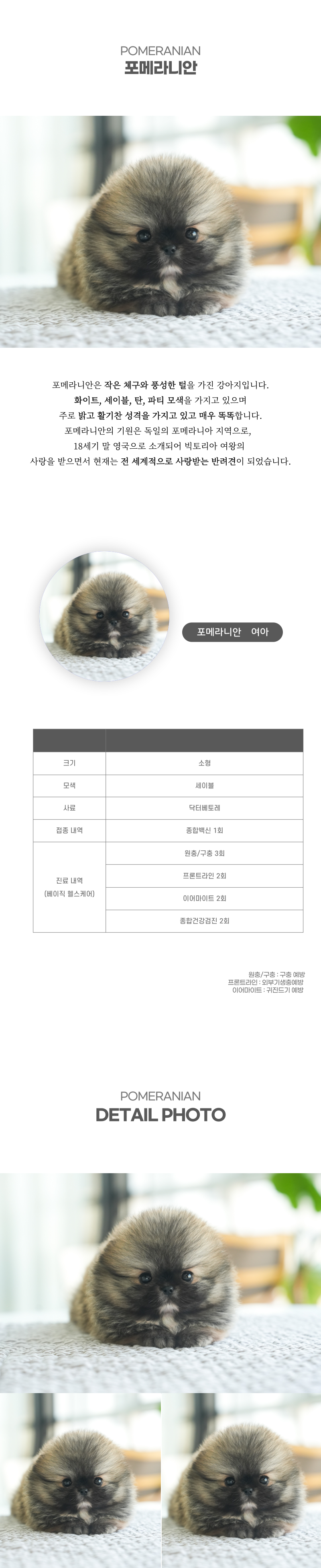 포메라니안_상세이미지_2