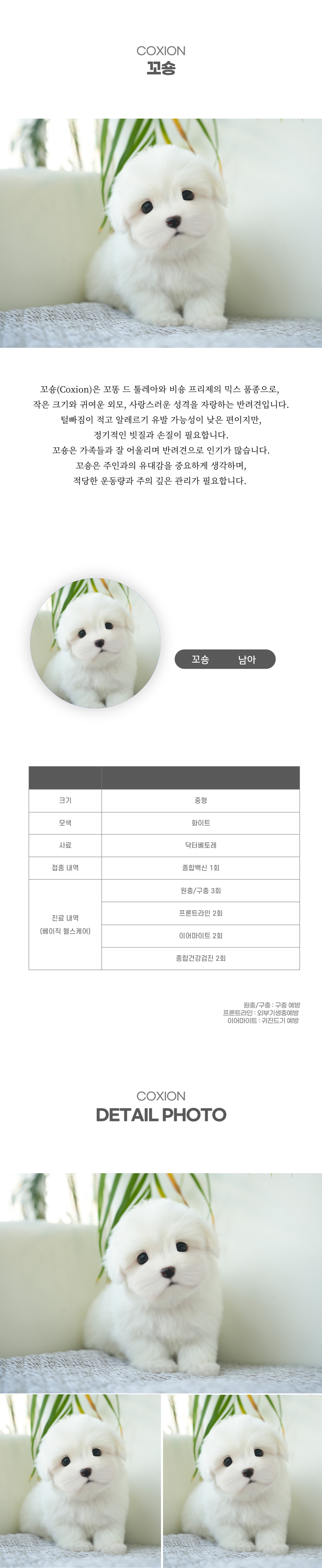 꼬숑_상세이미지_2