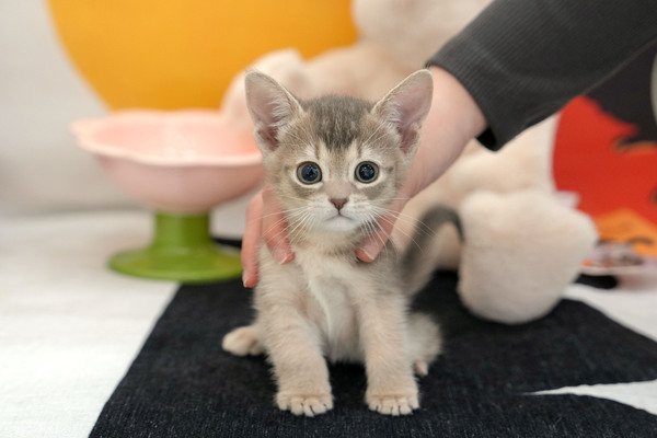 아비_65_여_말괄냥이(28).jpg