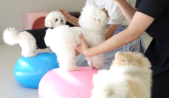 미유펫서울_메뉴_2_4_on