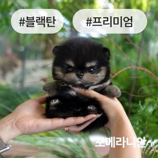 미유펫경기_분양정보_섹션1_3