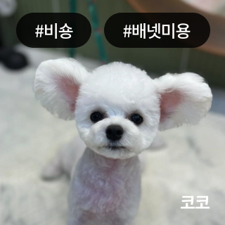 미유펫경기_미용실_섹션1_1