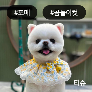 미유펫경기_미용실_섹션1_2