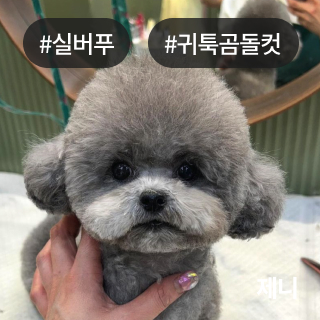 미유펫경기_미용실_섹션1_4